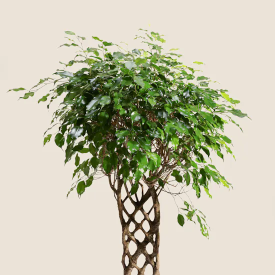 Stunning Ficus Benjamina Braided Plant