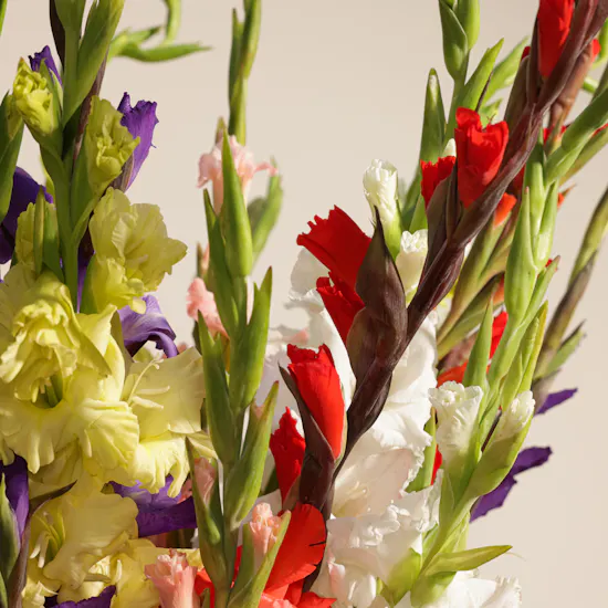 Mixed Color Gladiolus Vase