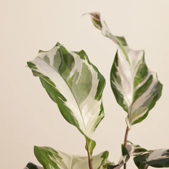 Crystal Calathea Stella Plant