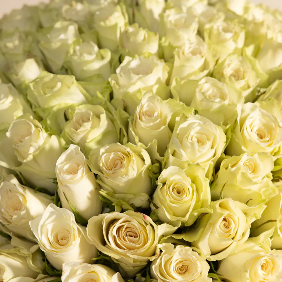 Huge White Rose Bouquet  5