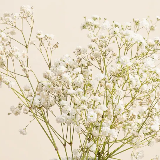 مزهرية زهور جيبسوفيلا بيضاء الهامسة كوفي من أوكيو