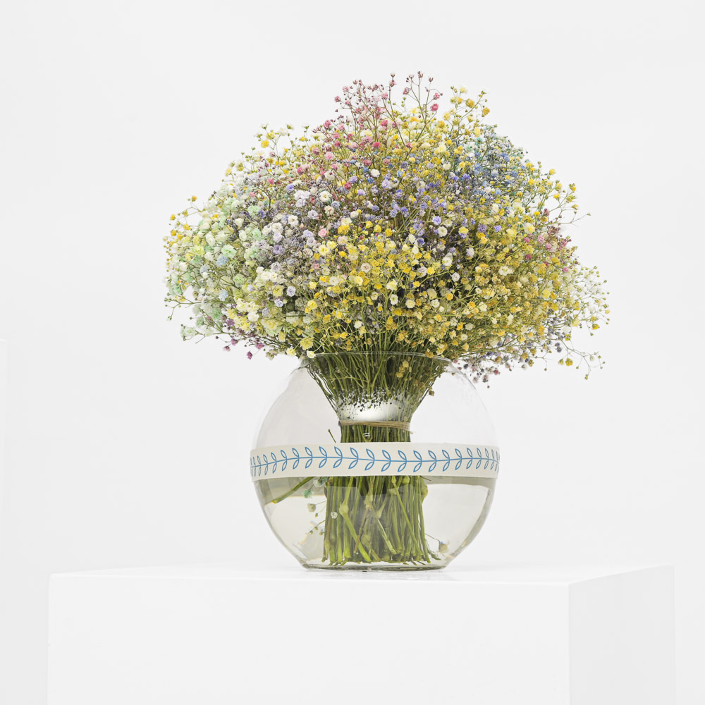 فازة | جيبسوفيلا المريحة 