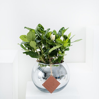 Gardenia Plant | Silver Fishbowl 