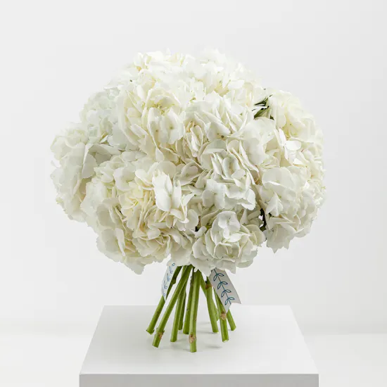 Hydrangea Dream