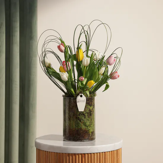 Delight Tulips