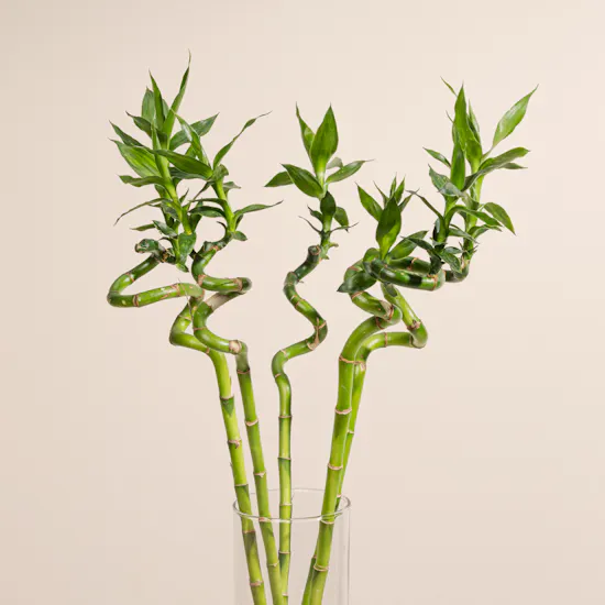 Bamboo Plant Vase | 5 Lucky Bamboo