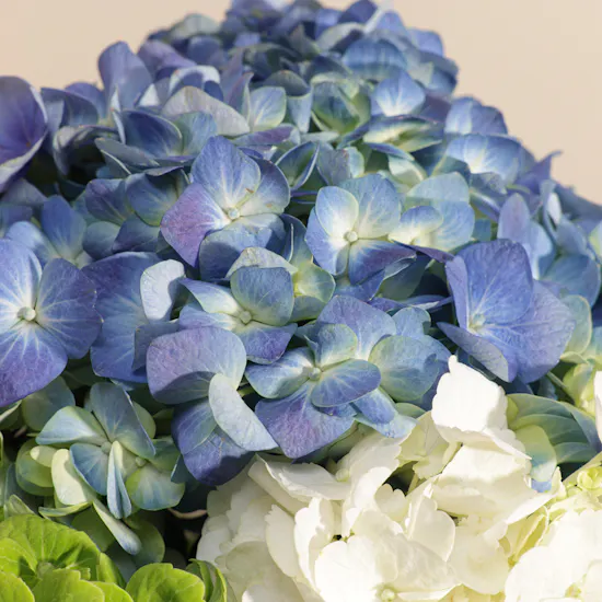 Refreshing Hydrangea Vase