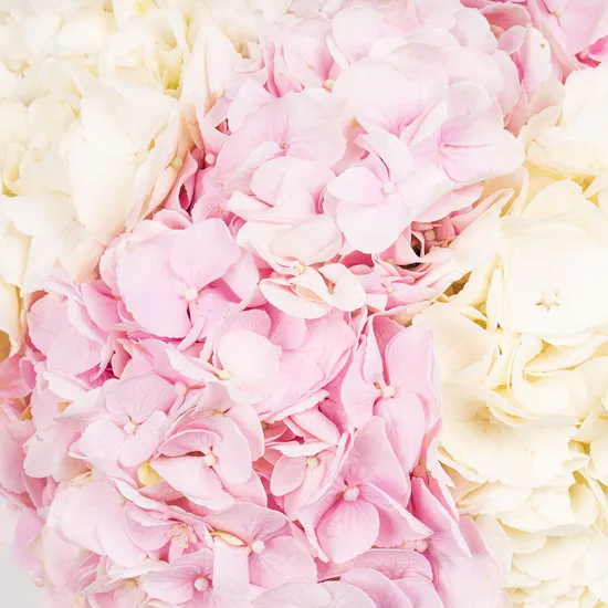 Whind Dawn to Dusk Hydration Duo | Hydrangea Vase
