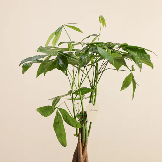 Enchanting Green Pachira Plant
