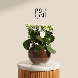 مزهرية نبتة كالانشو بيضاء المشرقة ليوم الأب