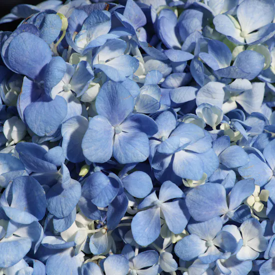 Stunning Blue Hydrangea Bouquet