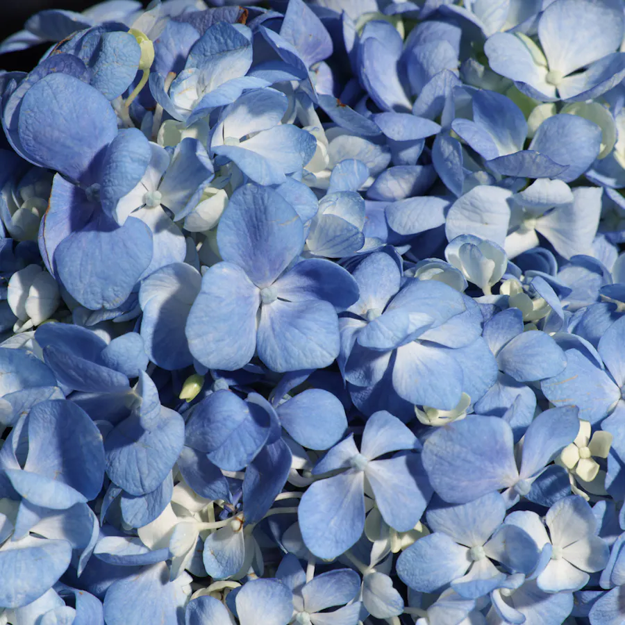 Stunning Blue Hydrangea Bouquet 5