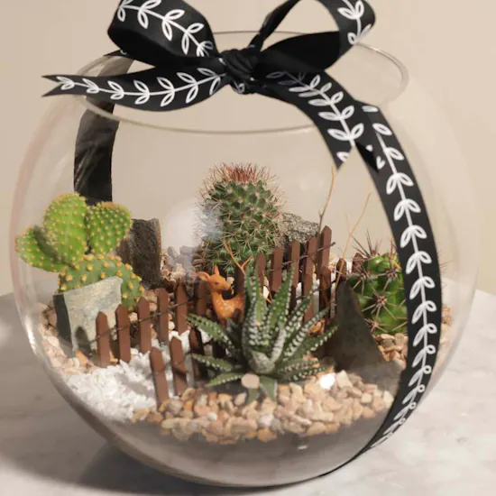 Delightful Mini Desert | Open Terrarium