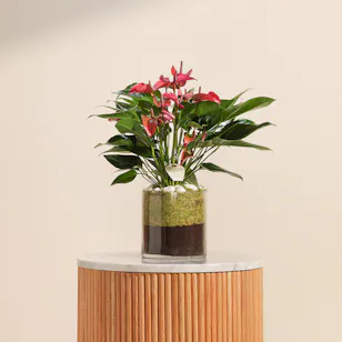 Purple Anthurium Plant | Cylinder Glass Pot