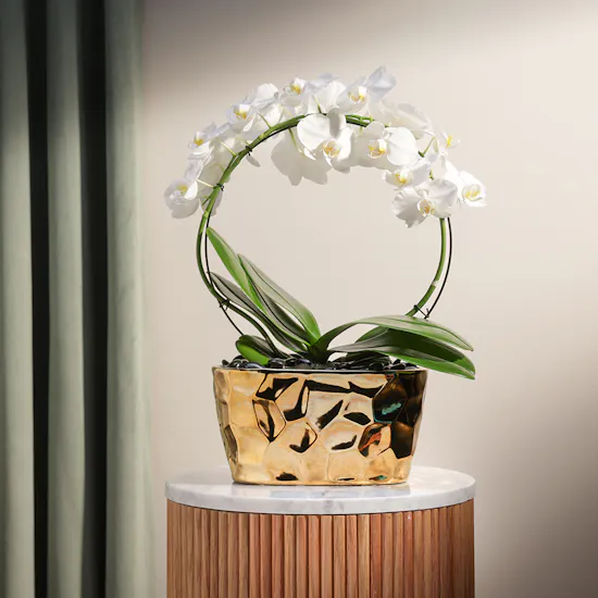 White Phalaenopsis Pot