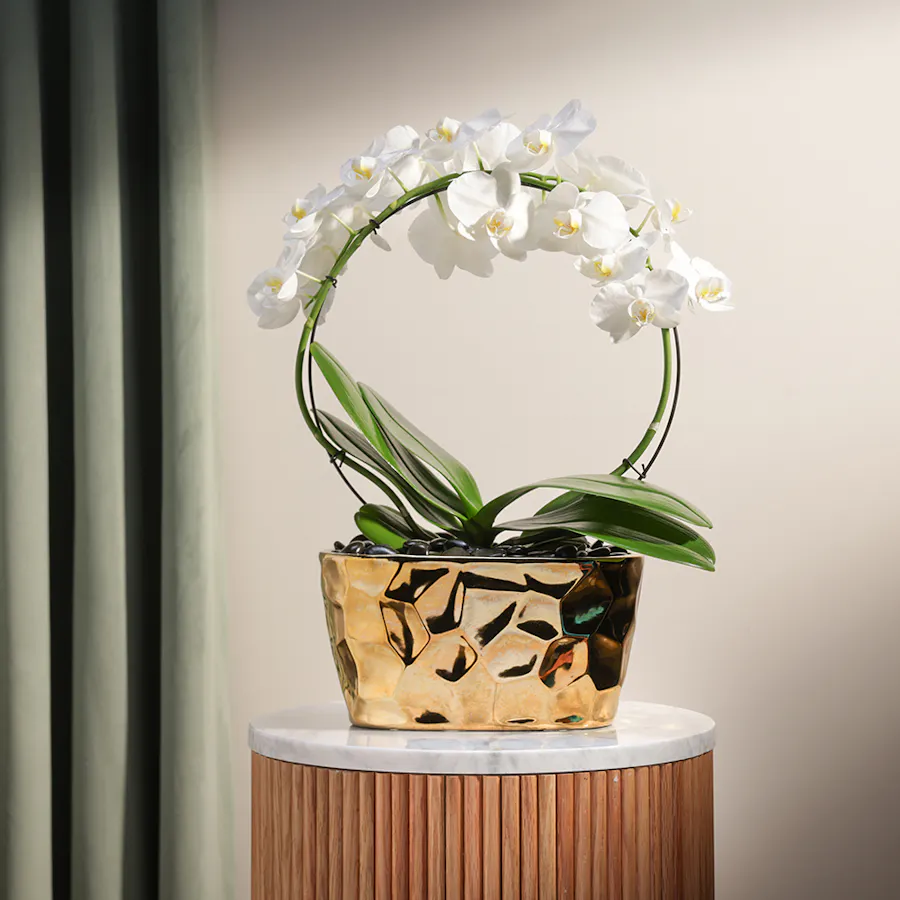 White Phalaenopsis Pot  2