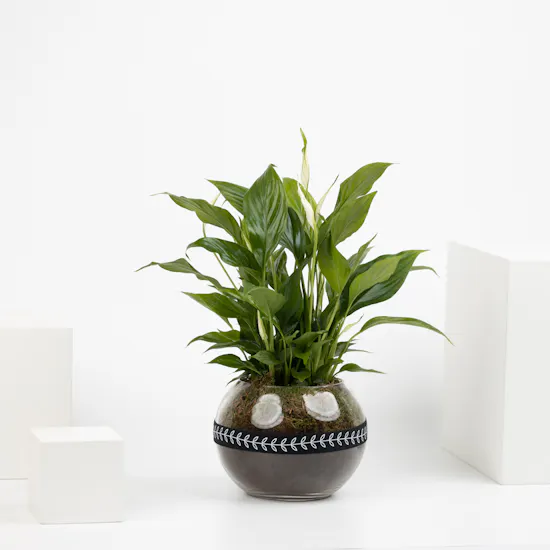Spathiphyllum Plant | Glass Pot