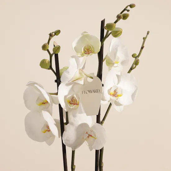 Elegant White Phalaenopsis Plant