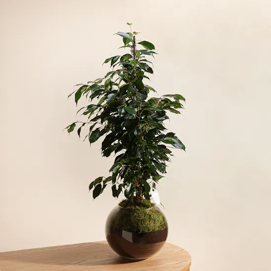 Ficus Benjamina Danielle