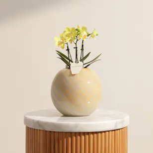 Elegant Small Yellow Phalaenopsis Plant