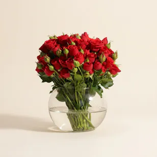 Red Baby Roses Vase | 18 Flowers Red Baby Roses Vase | 18 Flowers