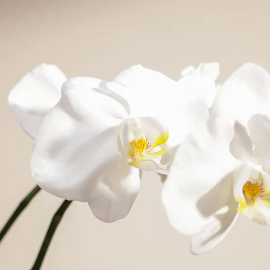 White Orchid Plant | Square Glass Pot