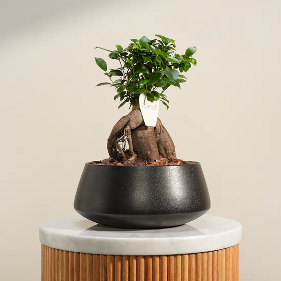 Sculpted Roots Bonsai Plant