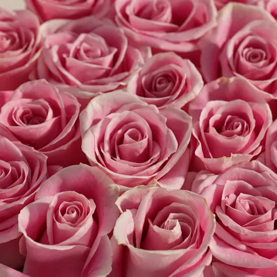 Delicta Pink Roses Box
