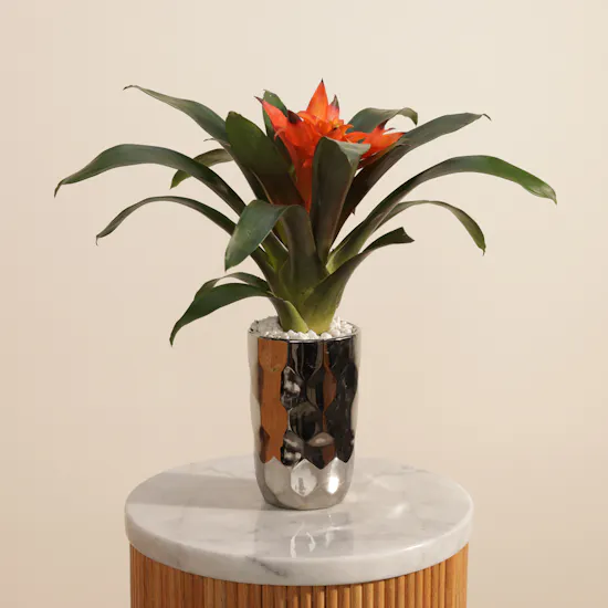 Orange Guzmania Plant