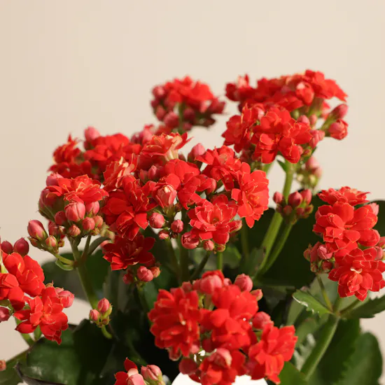 Small Red Kalanchoe Plant