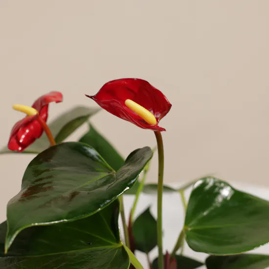 Fancy Red Anthurium Plant