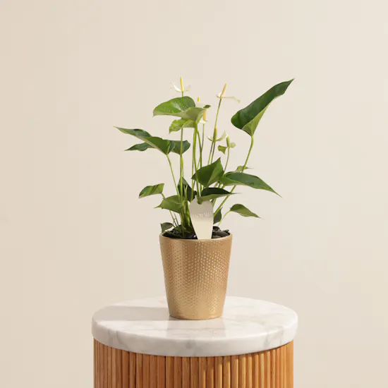 Fancy White Anthurium Plant