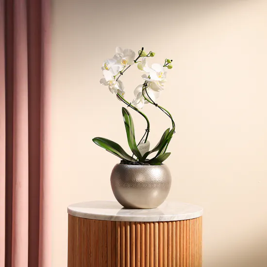 Elegant Zigzag Orchid Plant