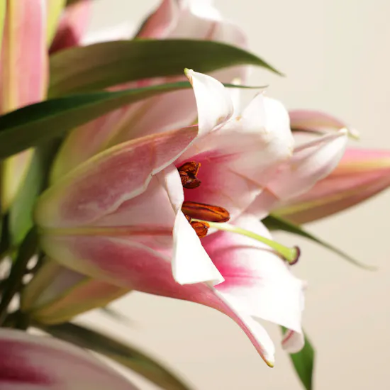 Pink Radiance Vase