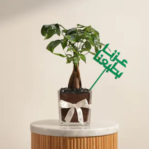 نبات باتشيرا أكواتيكا بروح العز