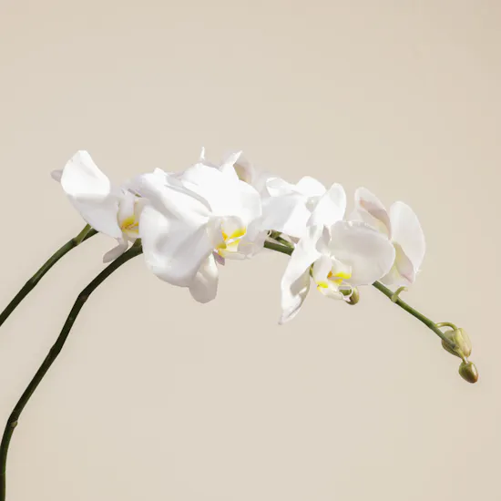 White Orchid Plant | Square Glass Pot