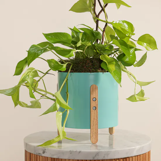 Green Philodendron Plant