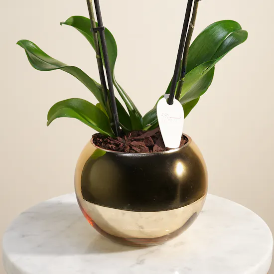 Dreamy Blue Orchid Plant