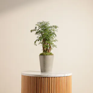 Polyscias Plant 
