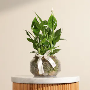 Small Green Spathiphyllum Plant