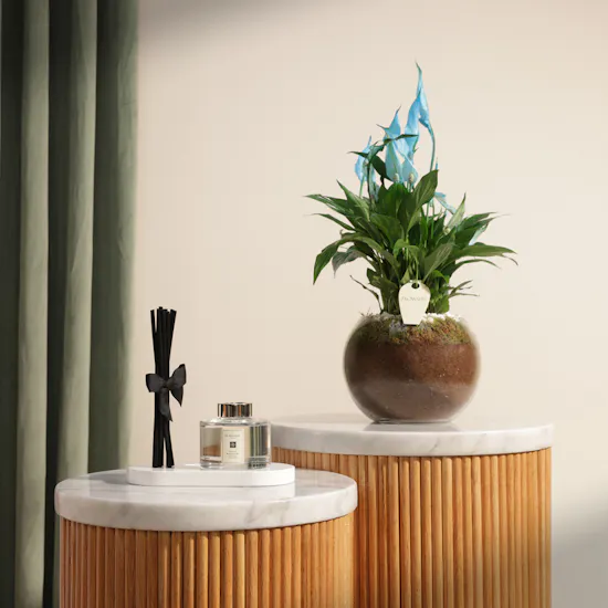 Jo Malone Peony & Blush Suede Reed Diffuser | Distinctive Plant