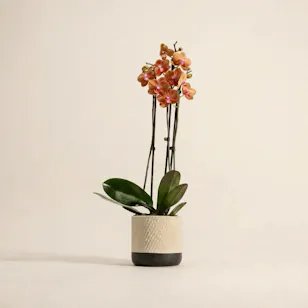 Elegant Phalaenopsis Plant Vase