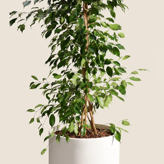 Elegant Big Ficus Exotica Plant