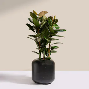 Pure Big Ficus Elastica Plant Pure Big Ficus Elastica Plant