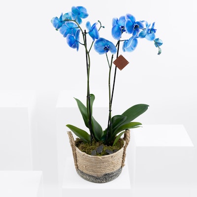 Blue Orchid 