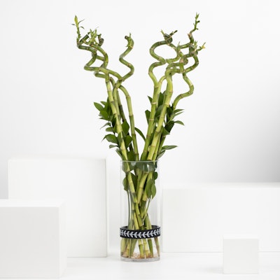 Bamboo Shoots | Glass Vase