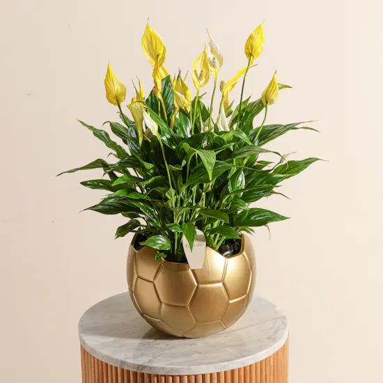 Elegant Yellow Spathiphyllum Plant
