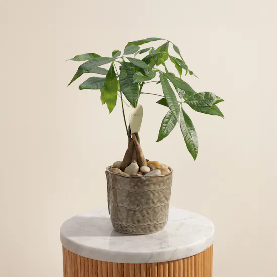 Curated Pachira Plant