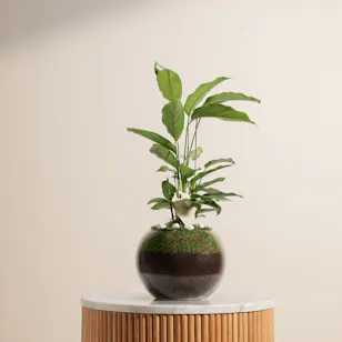 Elegant Calathea Vittata Plant