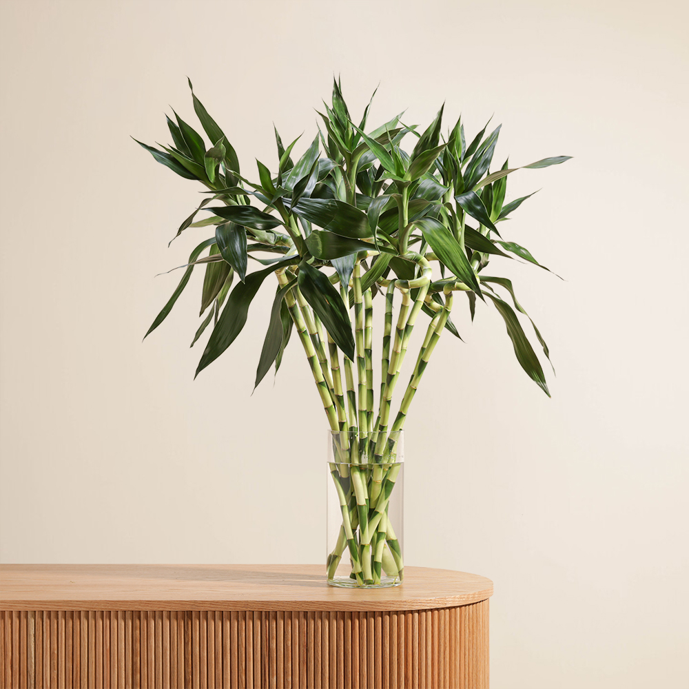 مزهرية نبات البامبو